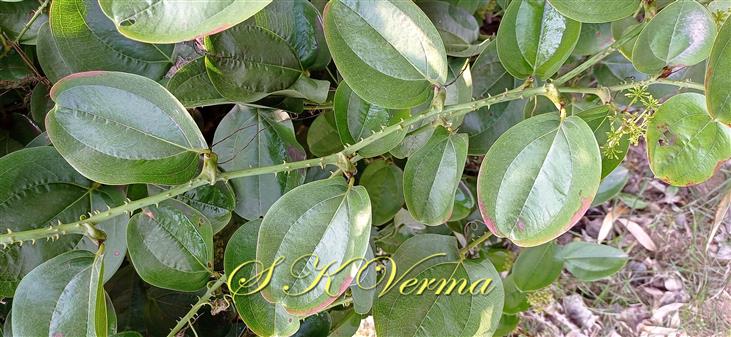 Stem bearing leaves and prickles